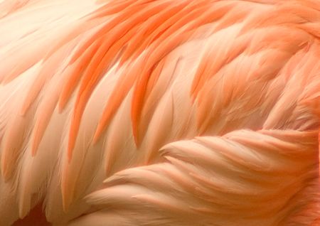 Detail of the orange and pink plumage of a flamingoの写真素材