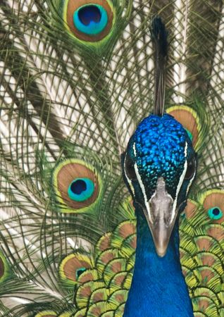 Portrait of a peacockの写真素材