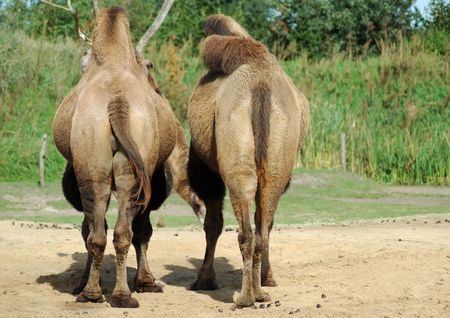 Back view of two camels standing togeteher in the sand                                   の写真素材