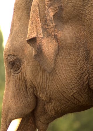 Portrait of an Indian elephant showing eye, ear, trunk and tusk.の写真素材