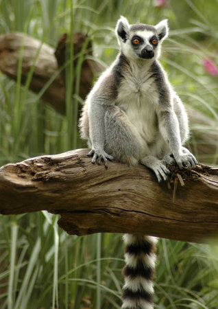Ring-tailed lemur sitting on a dead tree.                                  