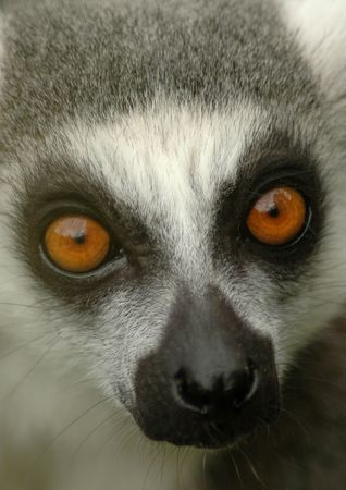 Close up portrait of a ring-tailed lemur showing snout and eyes.                                      の写真素材