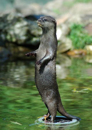 Otter standing on its hind legs in the water.                             の写真素材