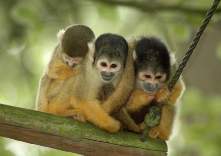 Three rhesus monkeys sitting close together on a stick.                                  の写真素材