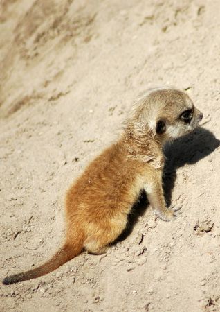 Newly born meerkat crawling through the sandの写真素材