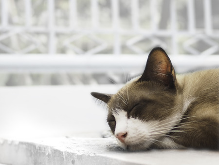 Thai brown cat was deeply sleeping.の写真素材