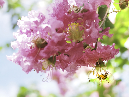 The bee was pollinating among the beautiful blossom pink crape myrtle flower. Blurred sky and flower as background.の写真素材