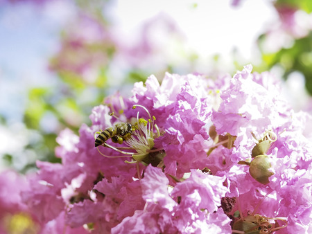 The bee was pollinating among the beautiful blossom pink crape myrtle flower. Blurred sky and flower as background.の写真素材