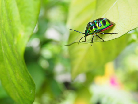 The spectacular ladybug with amazing metallic green with black spots and pink belly climb on the ...