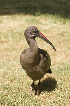 Hadada Ibis (Bostrychia Hagedash)の写真素材