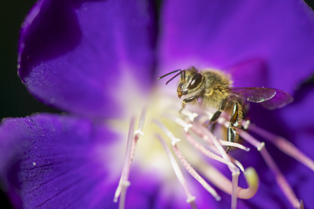 Bee collecting nectar from flowerの写真素材