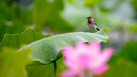 Bird on lotus leafの写真素材