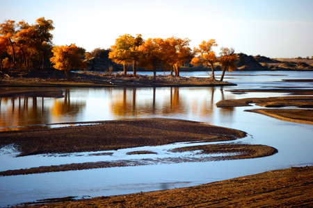 Autumn poplarの写真素材