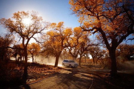 Autumn poplarの写真素材