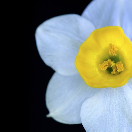 Fragrant daffodilsの写真素材