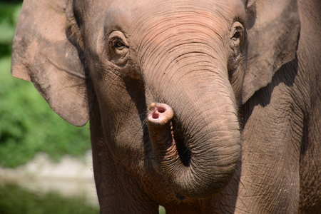 Elephant の写真素材