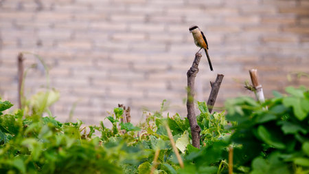 bird on the branchの写真素材