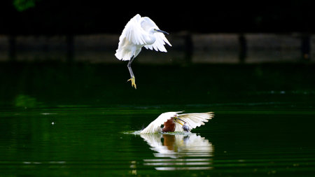 Egrets hunting