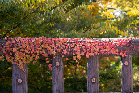 The red ivy is beautiful on a sunny autumn day.の写真素材
