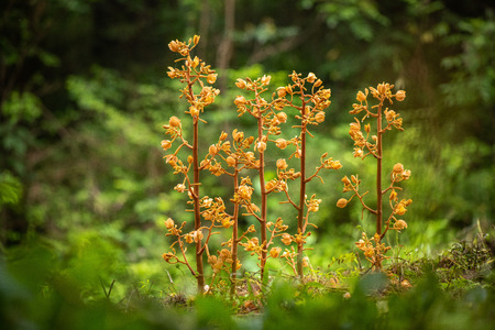Akebian-fruit orchid is a plant that grows in the forest and parasitizes rotten mycelium.の写真素材