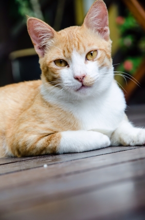 Yellow cat sitting on wooden floorの素材