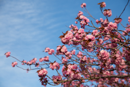 Cherry Blossomの写真素材