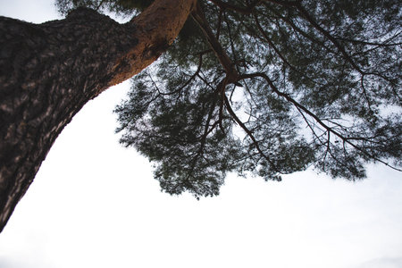 Pine