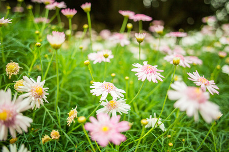 Beautiful pink flowers in the gardenの写真素材
