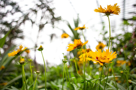 Yellow flowers on the playground