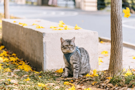 Little cat in harness sits under the tree looking into the distance in spring. An American shorthair wears a vest and goes sightseeing in the park.の写真素材