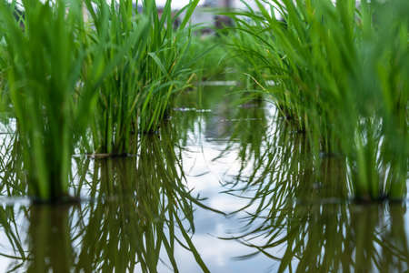 Seedlings planted in spring. Paddy fields in Shangyuan Rice Field Park, Chashan, Dongguan, Guangdong, China.の写真素材