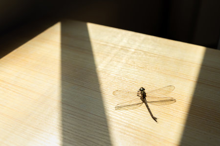 Dragonfly isolated on the wooden table with sunshine. Beneficial insect with a pair of large, multifaceted compound eyes, two pairs of strong, transparent wings and an elongated body.の写真素材