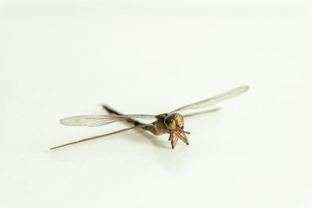 Dragonfly holds its gills with legs isolated on white background. Beneficial insect with a pair of...