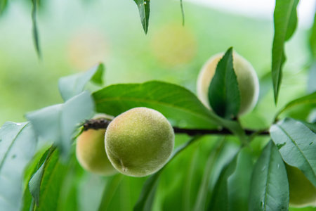Green peaches on orchard trees in southern China in summer. Juicy fruit of deciduous tree.の写真素材