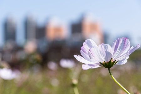 Pink and white gesanghua blooming in the spring sunshine. Landscape of Wanjiang Xidi Rd, Dongguan, China. Urban flower field.の写真素材