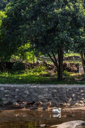 Group of mallard ducks and a Call duck on the shore in country. The natural scenery of the countryside in china.の写真素材