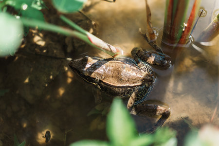 Small frog resting under the green leaves in the pond in summer. Amphibian reptile.の写真素材
