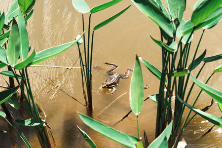 Small frog swimming in the pond in summer. Amphibian reptile.の写真素材