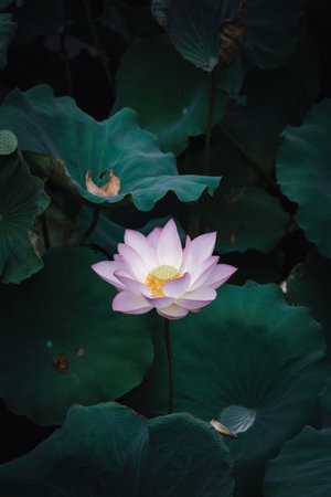 Lotus blooms in summer. Pink lotus flower with green leaves in lake in china. It represents purity, divine beauty, eternity, and prosperity in Buddhism, Hinduism, and ancient Egyptの写真素材