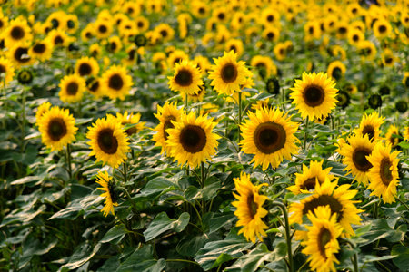 Sunflowers blooming in the fields in spring.の写真素材