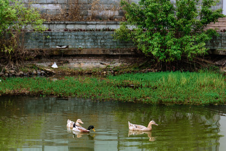 Ducks swimming in a pond in spring. Three ducks swim gracefully on a green hued pond.の写真素材