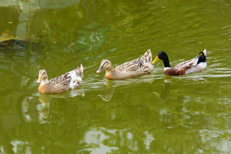 Ducks swimming in a pond in spring. Three ducks swim gracefully on a green hued pond.の写真素材