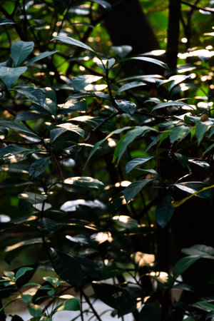 Sunlight is shining through green leaves in the jungle.の写真素材