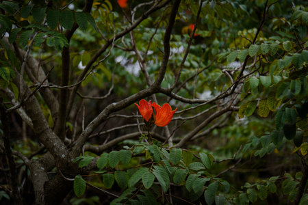 Orange-red flame flowers are in full bloom in spring.の写真素材