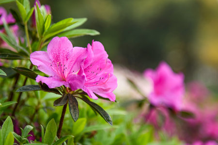 Beautiful Rhododendron pulchrum blooming in spring. The garden is in full bloom with pink flowers.の写真素材