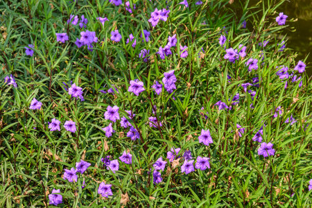 Ruellia simplex or Mexican petunia, which is an ornamental herbaceous perennial of the Acanthaceae family.の写真素材