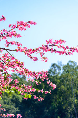 Silk floss trees bloom brilliantlyの写真素材