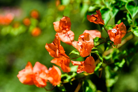 Orange bougainvillea in bloom. A genus of thorny ornamental vines, bushes, and trees belonging to the four o' clock family, Nyctaginaceae.の写真素材