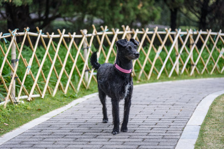 A black dog is walking in the park.