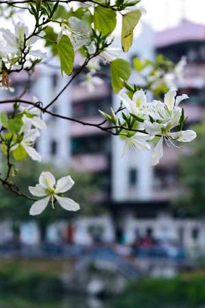 White Bauhinia blooms in spring. Bauhinia variegata is a species of flowering plant in the legume family, Fabaceae. It is native to an area from China through Southeast Asia to theの写真素材